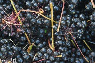 刺五加片的價格 刺五加片多少錢一斤？