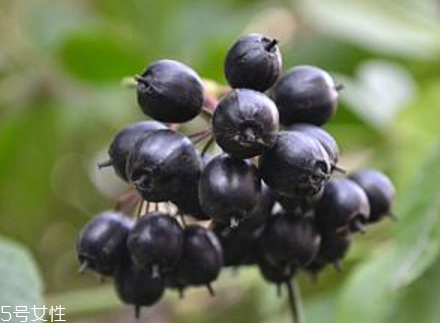 刺五加能不能做餃子餡？刺五加怎么做餃子餡？