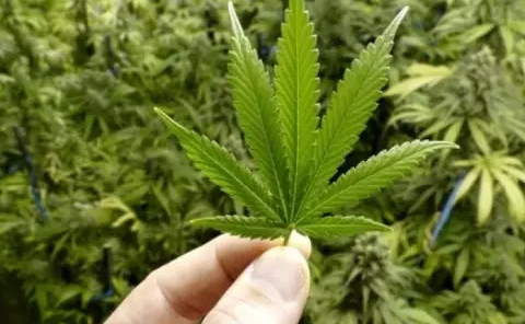 漢麻是什么 天然纖維之王 漢麻是什么 天然纖維之王