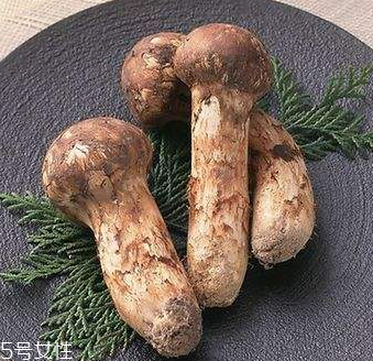 松蘑是什么 松蘑是蘑菇嗎 松蘑是什么 松蘑是蘑菇嗎