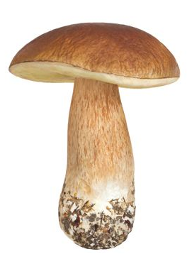 松蘑的營養(yǎng)價(jià)值究竟是什么 松蘑的營養(yǎng)價(jià)值究竟是什么