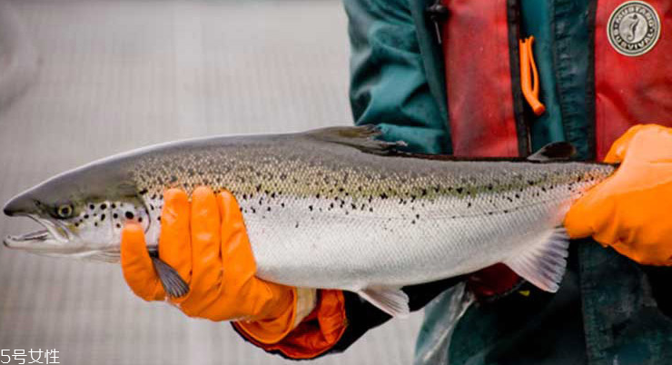 三文魚是鮭魚嗎 屬于兩種 三文魚是鮭魚嗎 屬于兩種