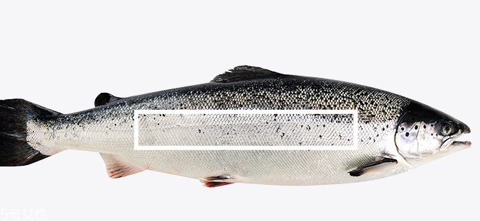 三文魚會(huì)有寄生蟲嗎 分為兩種情況 三文魚會(huì)有寄生蟲嗎 分為兩種情況