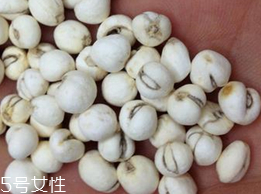 川貝母的功效和作用 潤肺止咳化痰平喘 川貝母的功效和作用 潤肺止咳化痰平喘