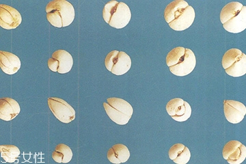 川貝母能給孕婦吃嗎 降壓作用 川貝母能給孕婦吃嗎 降壓作用