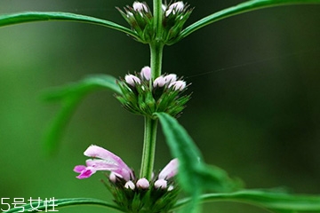 益母草是什么 神奇中藥 益母草是什么 神奇中藥