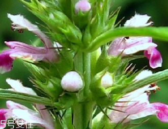 益母草是什么 神奇中藥 益母草是什么 神奇中藥