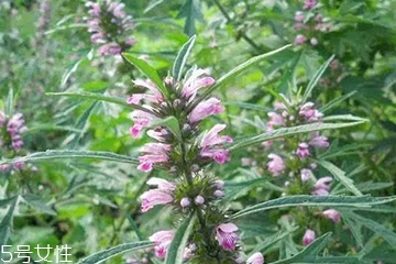 益母草的食用禁忌 含有微毒 益母草的食用禁忌 含有微毒