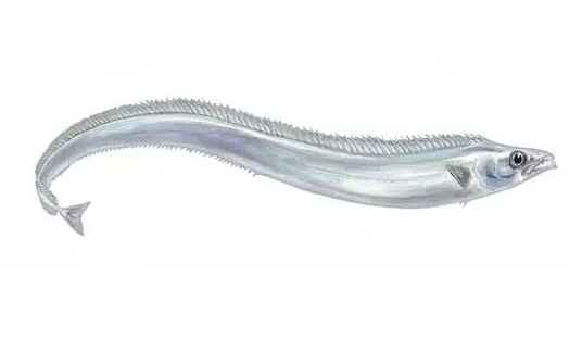 帶魚(yú)能清蒸嗎 別有一番風(fēng)味