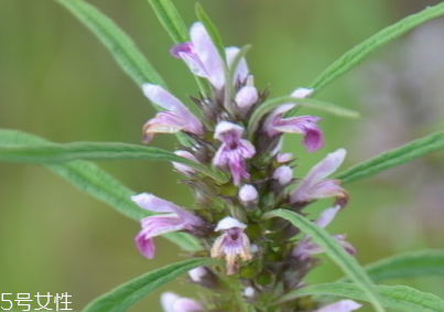 益母草對(duì)人的好處 活血調(diào)經(jīng) 益母草對(duì)人的好處 活血調(diào)經(jīng)