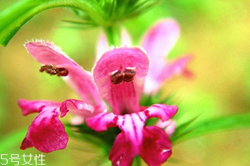 益母草和新生化顆?？梢砸黄鸷葐?></p><h3>益母草是什么時候喝</h3><p>益母草的主要功效是活血、祛淤、調(diào)經(jīng)、消水。性味是發(fā)寒的，在月經(jīng)期間基本上是不建議吃的，如果你本身月經(jīng)量少，可以酌情在經(jīng)期前喝一點，紅糖水也是可以喝的，經(jīng)期則是最好不要服用任何藥物，經(jīng)期前后注意保暖,少食用生冷食物。</p><p style=