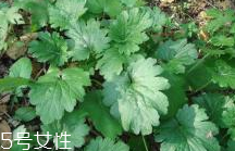 益母草和新生化顆?？梢砸黄鸷葐?></p><h3>新生化顆粒</h3><p>新生化顆粒，活血、祛瘀、止痛。用于產(chǎn)后惡露不行，少腹疼痛，也可試用于上節(jié)育環(huán)后引起的陰道流血，月經(jīng)過多。成份：當歸、川芎、桃仁、炙甘草、干姜（炭）、益母草、紅花。輔料為：紅糖。</p><p style=