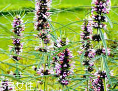 益母草的價格 益母草多少錢一斤2018 益母草的價格 益母草多少錢一斤2018