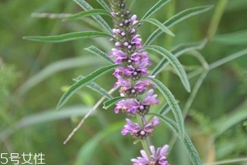 益母草的選購技法 三大挑選方法 益母草的選購技法 三大挑選方法
