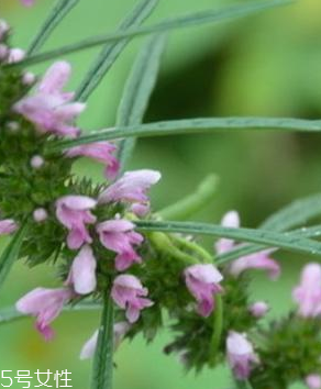益母草的選購技法 三大挑選方法 益母草的選購技法 三大挑選方法