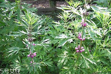 益母草是中藥嗎 益母草是中藥 益母草是中藥嗎 益母草是中藥