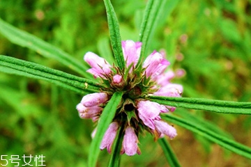 益母草能長期服用嗎 長期服用會有副作用 益母草能長期服用嗎 長期服用會有副作用