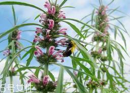 益母草能長期服用嗎 長期服用會有副作用 益母草能長期服用嗎 長期服用會有副作用