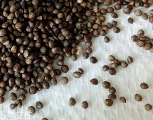 紫蘇子怎么吃 紫蘇子湯團(tuán) 紫蘇子怎么吃 紫蘇子湯團(tuán)