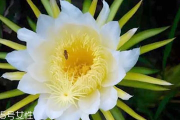 霸王花能泡水喝嗎 泡水喝對身體好 霸王花能泡水喝嗎 泡水喝對身體好