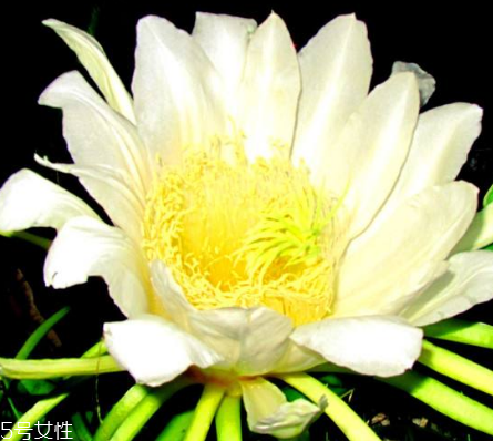 霸王花能泡水喝嗎 泡水喝對身體好 霸王花能泡水喝嗎 泡水喝對身體好