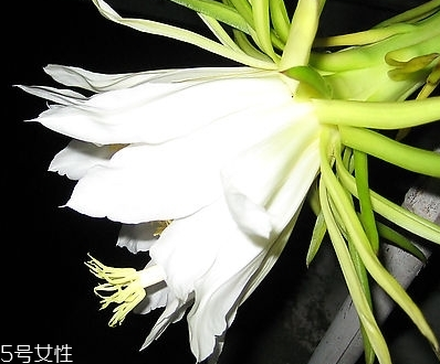 霸王花能泡水喝嗎 泡水喝對身體好 霸王花能泡水喝嗎 泡水喝對身體好