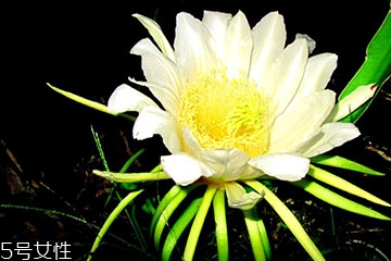 霸王花能和蝦一起吃嗎 兩者并不沖突 霸王花能和蝦一起吃嗎 兩者并不沖突