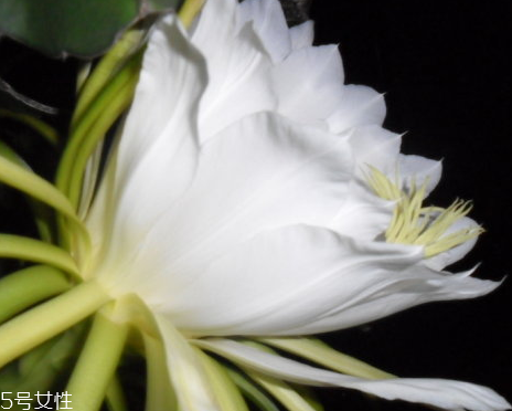 霸王花能給產(chǎn)婦吃嗎 產(chǎn)婦少吃為妙 霸王花能給產(chǎn)婦吃嗎 產(chǎn)婦少吃為妙