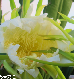 霸王花怎么清洗才會(huì)更加干凈 霸王花怎么清洗才會(huì)更加干凈