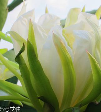 霸王花怎么清洗才會(huì)更加干凈 霸王花怎么清洗才會(huì)更加干凈