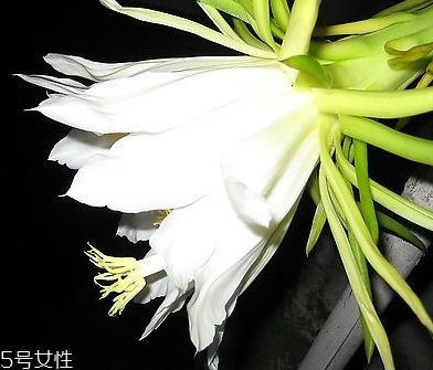 霸王花和豬肚能一起煲湯嗎 霸王花和豬肚能一起煲湯嗎