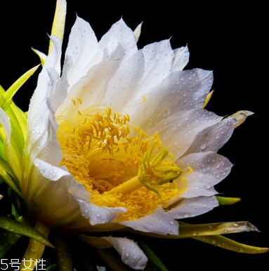 霸王花和豬肚能一起煲湯嗎 霸王花和豬肚能一起煲湯嗎