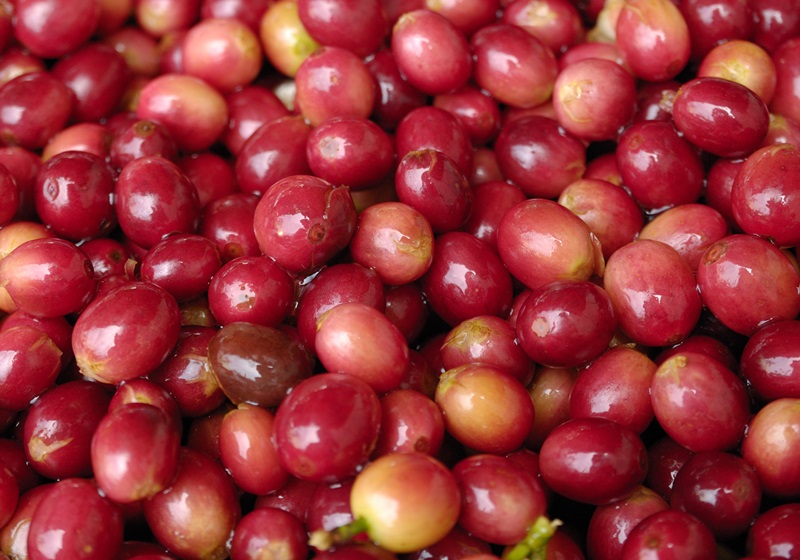 麝香貓咖啡的產(chǎn)地是哪里 貓屎咖啡由來(lái)介紹 麝香貓咖啡的產(chǎn)地是哪里 貓屎咖啡由來(lái)介紹