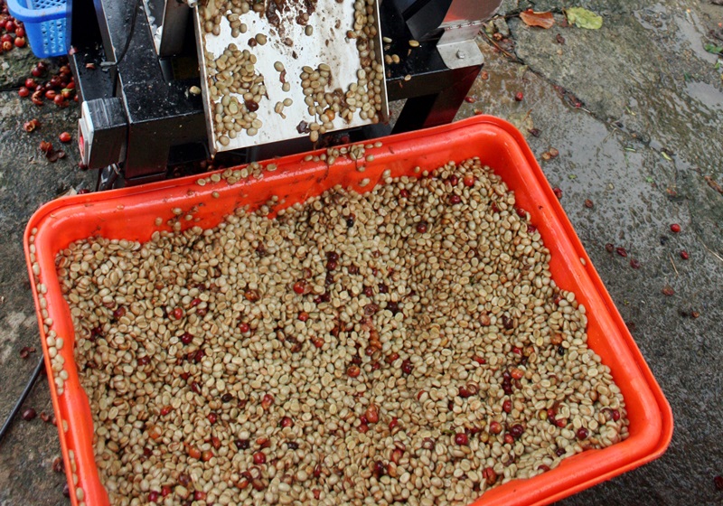 麝香貓咖啡的產(chǎn)地是哪里 貓屎咖啡由來(lái)介紹 麝香貓咖啡的產(chǎn)地是哪里 貓屎咖啡由來(lái)介紹