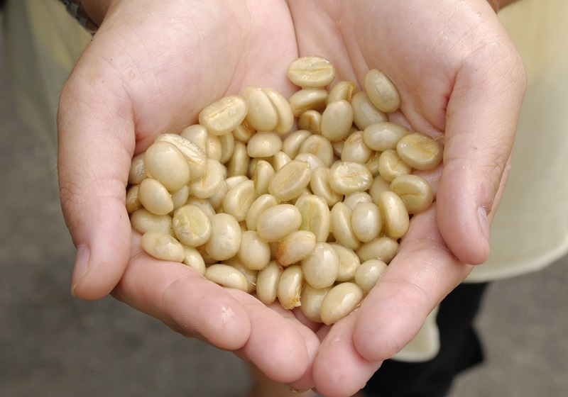 麝香貓咖啡的產(chǎn)地是哪里 貓屎咖啡由來(lái)介紹 麝香貓咖啡的產(chǎn)地是哪里 貓屎咖啡由來(lái)介紹