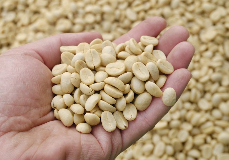 麝香貓咖啡的產(chǎn)地是哪里 貓屎咖啡由來(lái)介紹 麝香貓咖啡的產(chǎn)地是哪里 貓屎咖啡由來(lái)介紹