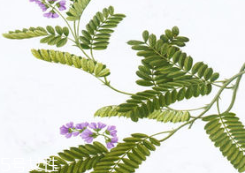 雞骨草治療大三陽嗎 只能輔助治療 雞骨草治療大三陽嗎 只能輔助治療