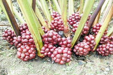 草果是做什么的 用處多方面 草果是做什么的 用處多方面