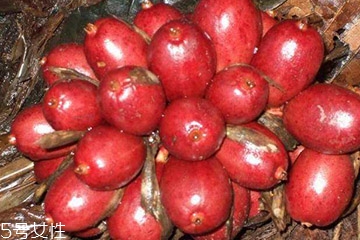 草果是什么做的 草果是果實(shí) 草果是什么做的 草果是果實(shí)