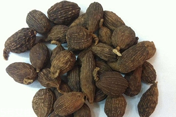 草果是中藥嗎 干燥的草果就是中藥 草果是中藥嗎 干燥的草果就是中藥