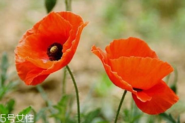 罌粟能吃嗎 可以吃但最好是別吃 罌粟能吃嗎 可以吃但最好是別吃