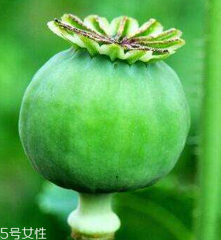 罌粟能吃嗎 可以吃但最好是別吃 罌粟能吃嗎 可以吃但最好是別吃