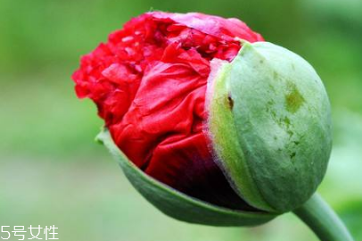 罌粟能吃嗎 可以吃但最好是別吃 罌粟能吃嗎 可以吃但最好是別吃