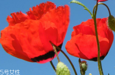 罌粟的功效是可治久咳 罌粟的功效是可治久咳