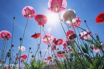 罌粟的功效是可治久咳 罌粟的功效是可治久咳