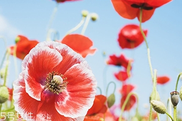 罌粟的價(jià)格 罌粟在哪里購買 罌粟的價(jià)格 罌粟在哪里購買