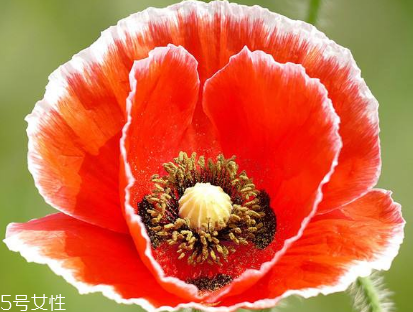 罌粟的價(jià)格 罌粟在哪里購買 罌粟的價(jià)格 罌粟在哪里購買