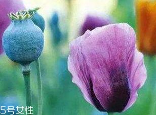 罌粟的價(jià)格 罌粟在哪里購買 罌粟的價(jià)格 罌粟在哪里購買