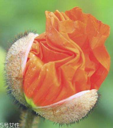 罌粟釣魚有用嗎 罌粟釣魚有用嗎