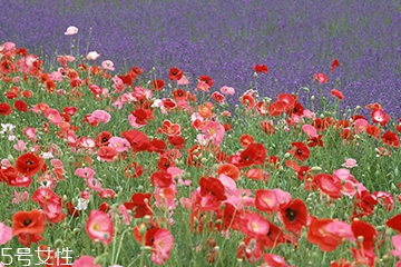 罌粟在哪里購買 市場上少有 罌粟在哪里購買 市場上少有